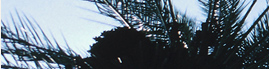 www.traveljungle.co.uk